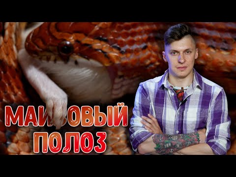 Видео: Маисовый полоз. Самая простая змея? Содержание, уход, кормление.
