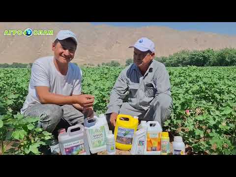 Видео: Аз "А" то "Я" чӣ тавр деҳқон дар коркарди дурусту самарабахш пахта ноил гардид?#агроолам #пахта