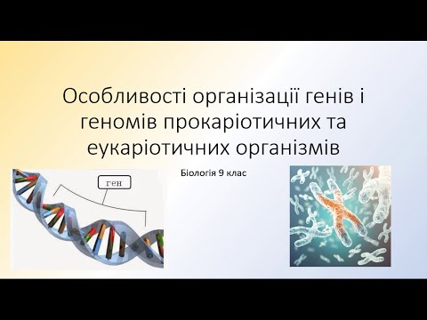 Видео: Біологія 9 клас. Особливості організації генів і геномів прокаріотів та еукаріотів