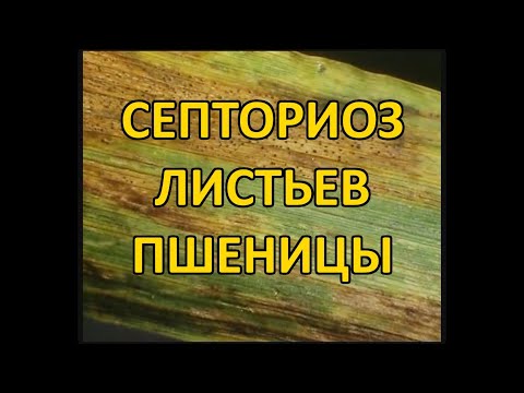 Видео: Септориоз листьев пшеницы (Septoria tritici)