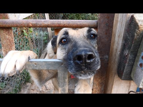 Видео: НАВЕСТИЛ ПРИЮТ БЕЗДОМНЫХ ЖИВОТНЫХ "БЕРИГИНЯ"