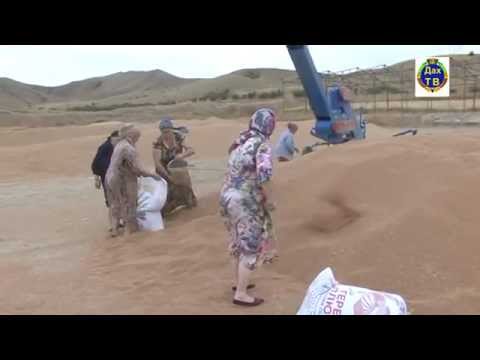 Видео: Уборка урожая 2015.  Село Шаласи.