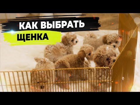 Видео: Как выбрать щенка. Поведение щенка, характер и внешние признаки.