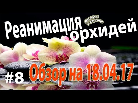 Видео: #8. Реанимация орхидей. Обзор реанимашки.18.04.17