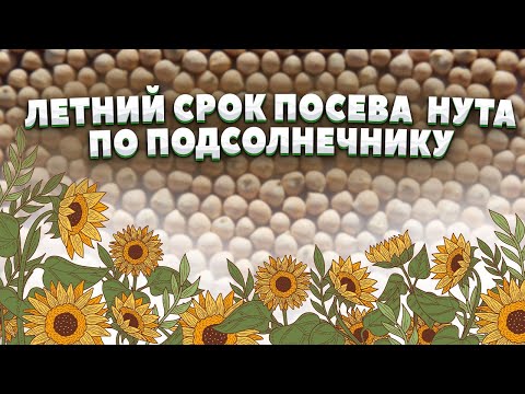 Видео: НУТ- летний  посев по подсолнечнику