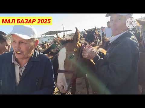 Видео: БҮГІНГІ ЖЫЛҚЫ  ҚОШҚАР СИЫР БАҒАСЫ | АБАЙ МАЛ БАЗАРЫ 2025 | livestock market