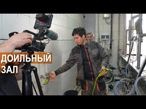 Видео: Молочный блок. Доильная установка - елочка. Семейная ферма КФХ Герефорд