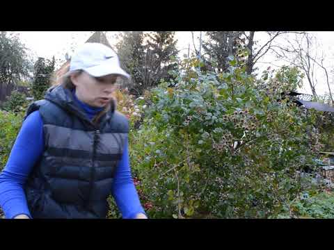 Видео: Как уложить на зиму большую штамбовую розу