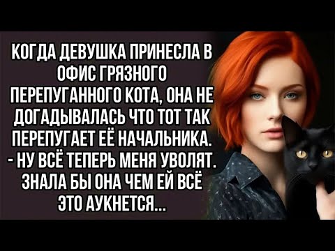 Видео: Девушка принесла в офис грязного перепуганного кота.