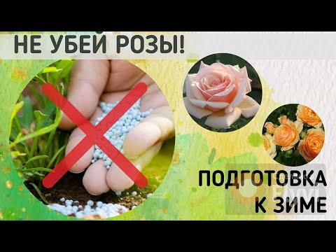 Видео: Как подготовить розы к зиме?