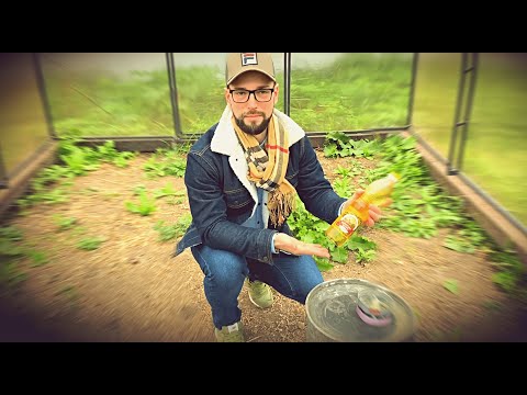 Видео: ТОПИМ ТЕПЛИЦУ. Дешёвый  способ обогрева