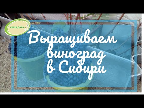 Видео: Выращиваем виноград в Сибири. Опыт Матвеевой Оксаны. Часть 2.