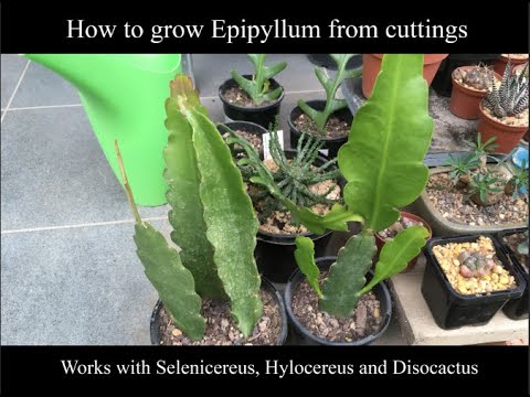 Видео: Как вырастить эпифиллум из черенков с результатами (также работает с селеницереусом и дисокактусом)