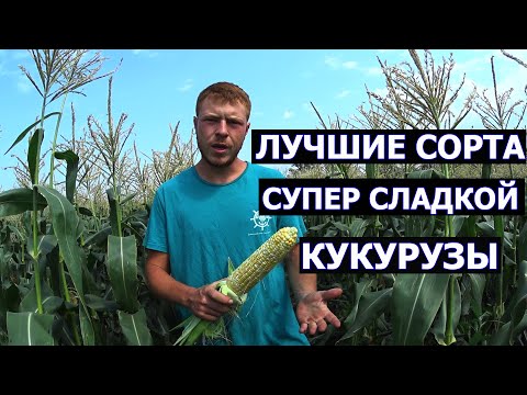 Видео: Лучшие сорта супер сладкой кукурузы