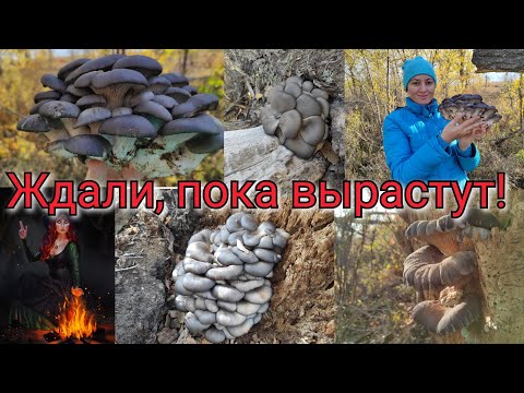Видео: Грибы. Грибники в шоке от увиденного. Нашли вешенки.