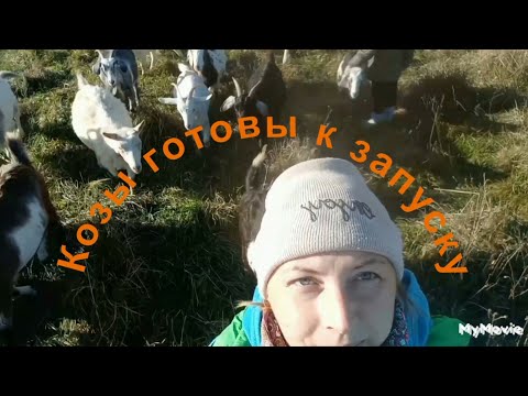 Видео: Исток Днепра, козы, утки, приехала Лиза. Чеснок посадила.