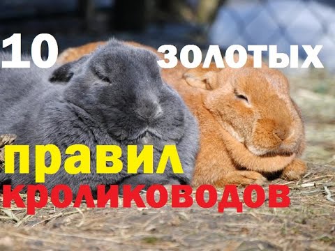 Видео: 10 Правил в кролиководстве. Ошибки кролиководов.