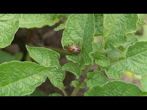 Видео: "Удачная среда" - спасаем картофель от колорадских жуков (Бийское телевидение)