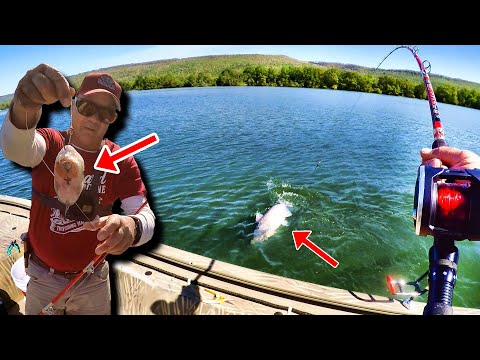 Видео: Как поймать сома ПРОСТОЙ и ЛЕГКИЙ способ!