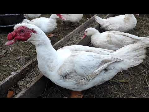 Видео: ЭТО ДЕРЬМО А НЕ УТКИ! ТАКОЕ СОДЕРЖАТ БОЛЬНЫЕ НА ГОЛОВУ! МУСКУСНЫЕ УТКИ ТЯЖЕЛОЙ ЛИНИИ ИЛИ  ГА..НО! ??