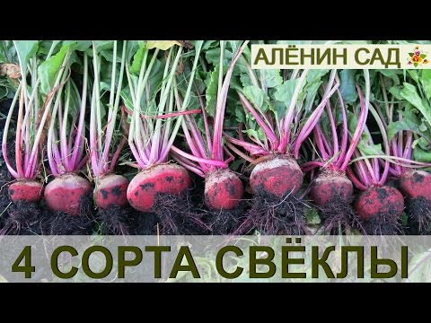 Видео: Сравним 4 сорта СВЁКЛЫ!!! Мой урожай свеклы