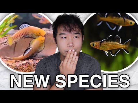 Видео: Вы НИКОГДА не слышали об этих аквариумных рыбках раньше | CRAZY Aquatic Update ТОЛЬКО ЧТО ВЫШЕЛ