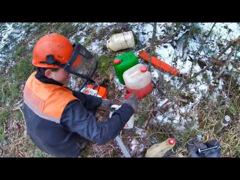 Видео: Валка леса после бурелома /// Бензопилой Husqvarna 555 ///🪓🪓🪓
