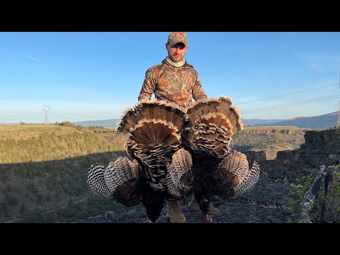 Видео: ОХОТА НА ИНДЕЙКУ В США. ОГРОМНЫЕ ДИКИЕ ИНДЮКИ!!