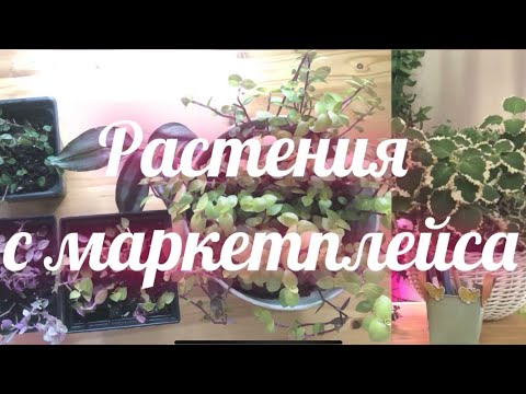 Видео: Растения с маркетплейса