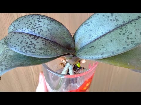 Видео: СТАВЬ орхидеи В СТАКАН! корни ВЫТЯНЕТ, листья ПОТЯНЕТ, орхидеи СПАСЕТ❤️! цветонос КЛЮНЕТ💯 орхидеи!