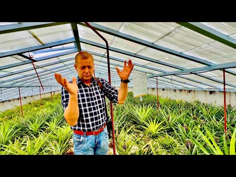 Видео: Олег Зубков привез нас на ТЕПЛИЦЫ с АНАНАСАМИ и рассказывает тонкости их выращивания,ГОРЯЧИЕ АНАНАСЫ