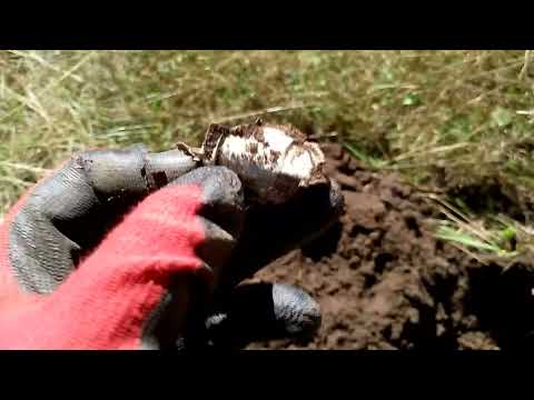 Видео: Коп с Квазар Ф3 (Лесная дорога, конец лета)