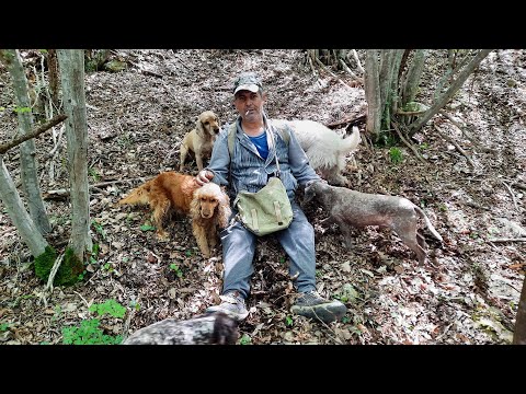 Видео: Търсене на нови райони за лов на трюфели Част 5