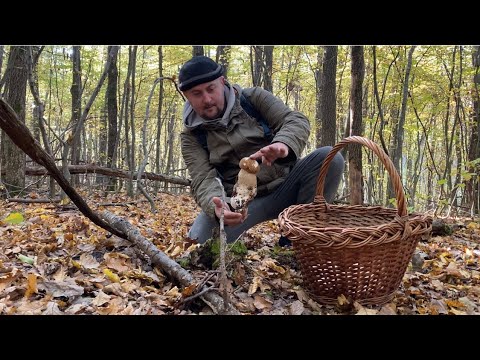 Видео: 22 жовтня 2024 р.вівторок Продовжуємо збирати білі гриби 🍄‍🟫 мороз тисне а грибам до того місця…..