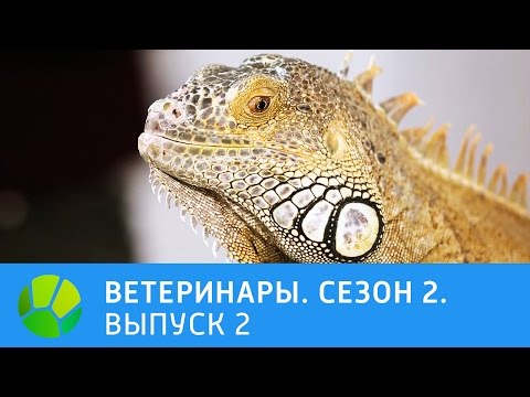 Видео: Ветеринары. Кот, нутрия, плюющие кобры, игуана. 2 сезон | Живая Планета
