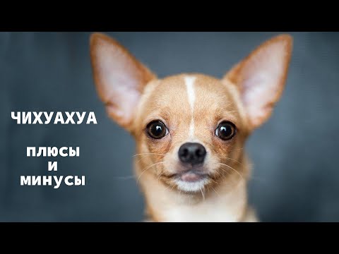 Видео: ЧИХУАХУА. Плюсы и минусы породы Chihuahua