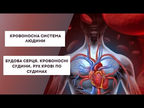 Видео: Кровоносна система. Будова серця. Рух крові судинами