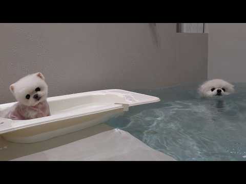 Видео: Ванна тонет! Смогут ли щенки выбраться из бассейна?