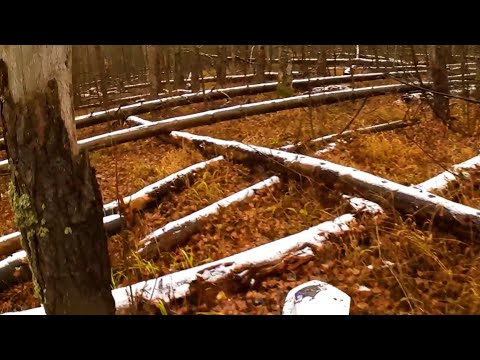 Видео: ЭНДУРО ПО ОЧЕНЬ СКОЛЬЗКИМ БРЁВНАМ.Закрытие сезона