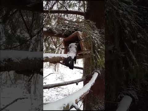 Видео: Проверка капканов ноябрь 2023