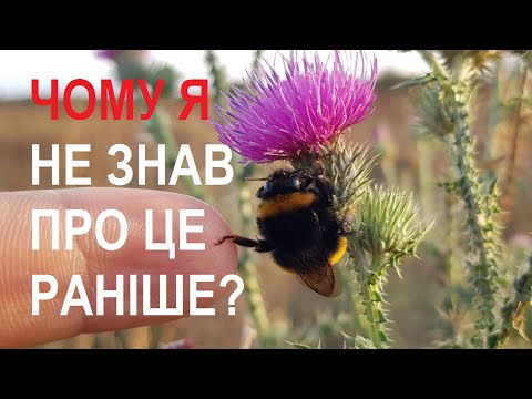 Видео: Відеочат. Переваги джмелів для запилення рослин.