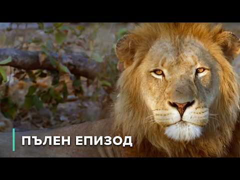 Видео: Лъвове срещу хиени Най смъртоносният сблъсък на природата  Звезди на дивата природа 108