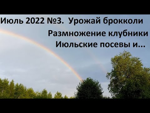 Видео: Июль 2022 №3. Урожай брокколи. Размножение клубники и многое другое)