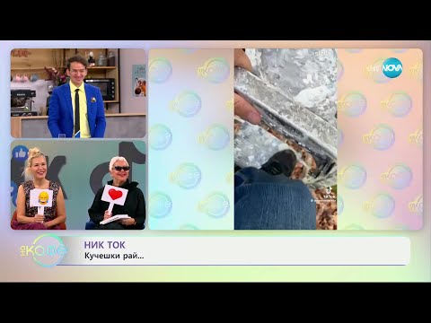 Видео: НИК ТОК: С най-забавните видеа от социалните мрежи
