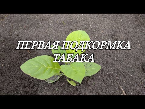 Видео: ПЕРВАЯ ПОДКОРМКА ТАБАКА