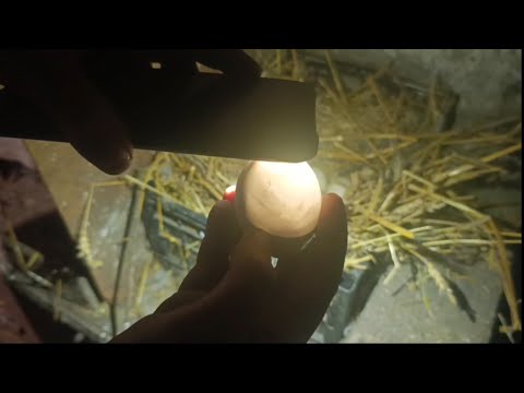 Видео: Чи будуть каченята у жовтні⁉️ Як справи у найменших каченят 🤔