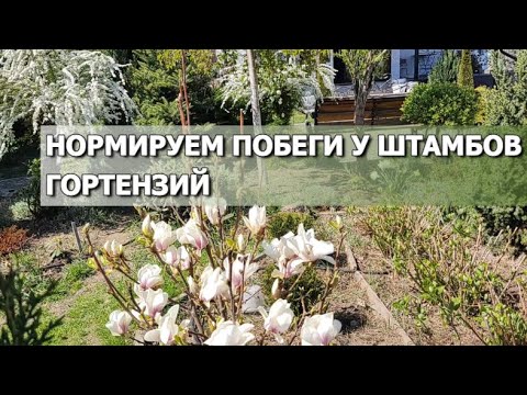 Видео: НОРМИРУЕМ ПОБЕГИ У ШТАМБОВ ГОРТЕНЗИЙ | Формируем крону штамба гортензии