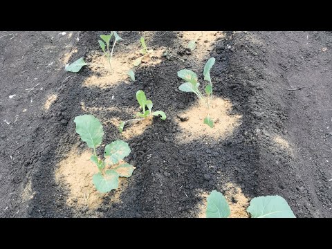 Видео: Мой секретный ингредиент при посадке капусты.