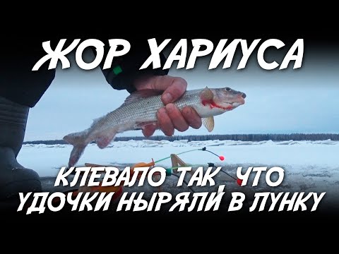 Видео: Жор хариуса / Клевало так что удочки ныряли в лунку!
