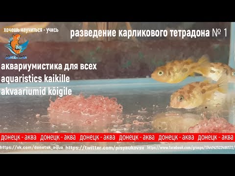 Видео: разведение тетрадона 1, Carinotetraodon travancoricus, kuidas tõusta, miten kasvattaa, akvaarioissa